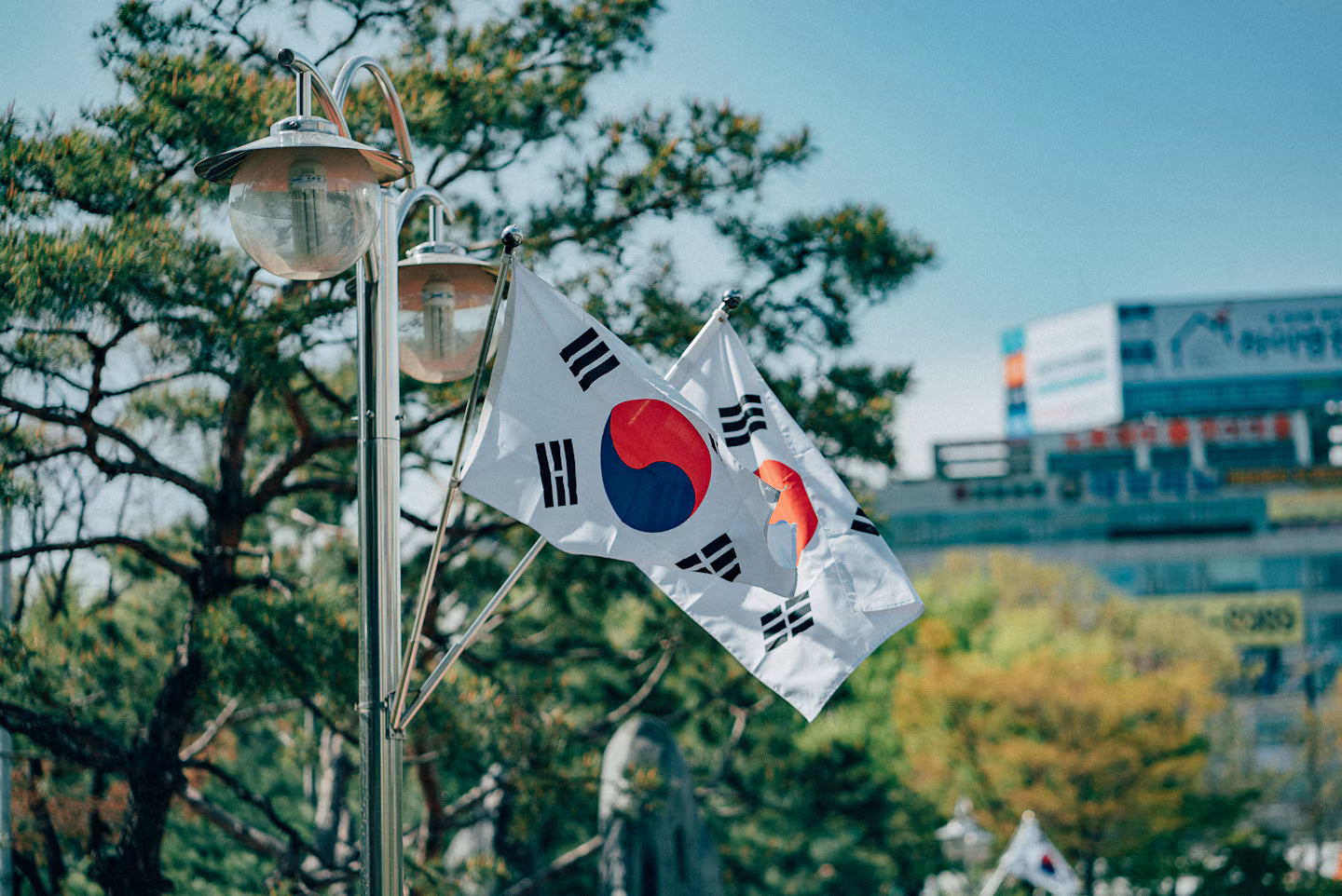 Korean flags on a tree-lined street